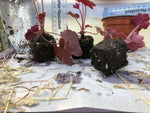 Heuchera 'Palace Purple' x 3 Pack - 5/7cm JUMBO Plug Plants For Sale