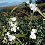TRADESCANTIA 'Blanca' x 3 Pack - 5/7cm JUMBO Plug Plants For Sale
