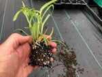 TRADESCANTIA 'Blanca' x 3 Pack - 5/7cm JUMBO Plug Plants For Sale