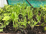 TRADESCANTIA 'Blanca' x 3 Pack - 5/7cm JUMBO Plug Plants For Sale