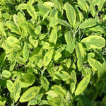 Sage 'Golden' x 3 Pack - 5/7cm JUMBO Plug Plants For Sale