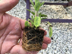 Sage 'Golden' x 3 Pack - 5/7cm JUMBO Plug Plants For Sale