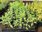 Sage 'Golden' x 3 Pack - 5/7cm JUMBO Plug Plants For Sale