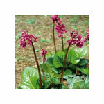 Bergenia 'Rotblum' x 3 Pack - 5/7cm JUMBO Plug Plants For Sale