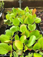 Bergenia 'Rotblum' x 3 Pack - 5/7cm JUMBO Plug Plants For Sale