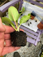 Bergenia 'Rotblum' x 3 Pack - 5/7cm JUMBO Plug Plants For Sale