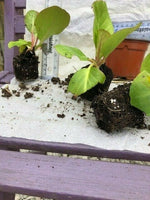 Bergenia 'Rotblum' x 3 Pack - 5/7cm JUMBO Plug Plants For Sale