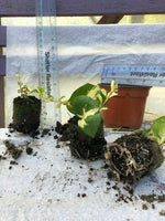 Vinca Major Wojo's Gem - Pack of 5 - Jumbo Plug Plants - FREE P&P