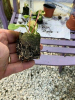 Vinca Major Wojo's Gem - Pack of 5 - Jumbo Plug Plants - FREE P&P
