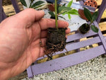 Bay Kitchen Evergreen Shrub x 5 Pack - 5cm Plug Plants For Sale FREE P&P