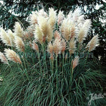 Pampas Grass Cortaderia White x 5 Pack - 5cm Plug Plants For Sale FREE P&P
