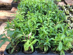 Penstemon Sour Grapes Perennials x 3 Pack - 7cm Plants For Sale FREE P&P