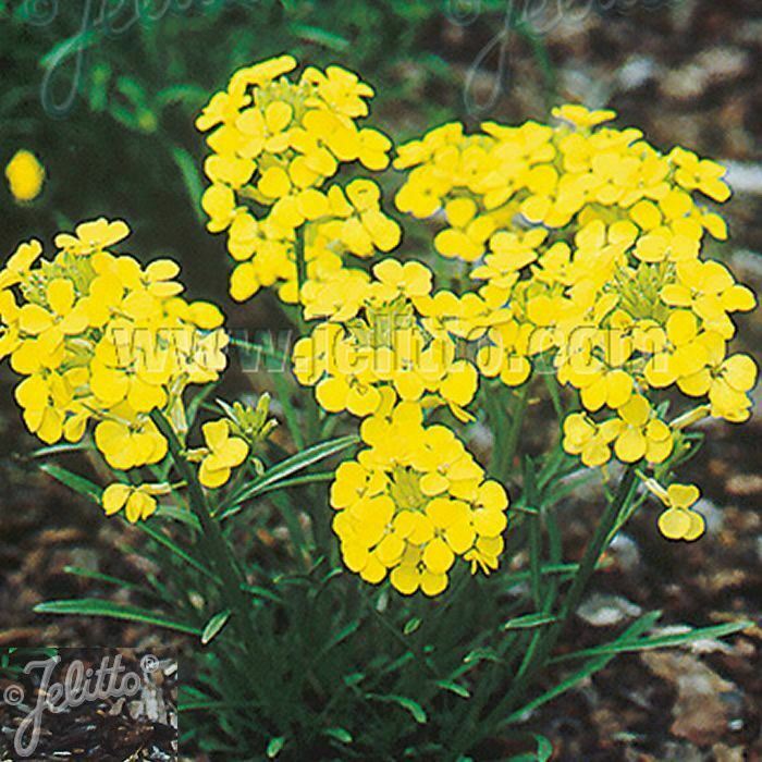 ERYSIMUM helveticum x 3 Pack - 5/7cm JUMBO Plug Plants For Sale