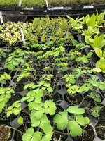 Aquilegia 'Winky Wooh' x 3 Pack - 5/7cm JUMBO Plug Plants For Sale