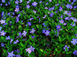 Vinca minor Bowles Purple - Pack of 5 - Jumbo Plug Plants - FREE Delivery