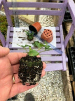 Vinca minor Bowles Purple - Pack of 5 - Jumbo Plug Plants - FREE Delivery