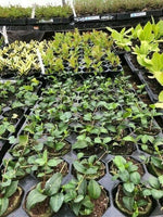 Vinca minor Bowles Purple - Pack of 5 - Jumbo Plug Plants - FREE Delivery