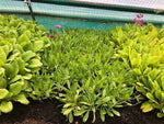 Osteospermum In The Pink x 3 Pack - 5cm Plants For Sale FREE P&P