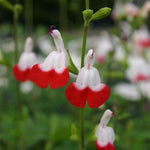 Salvia 'Hot Lips' x 5 Pack - 5cm Plug Plants For Sale
