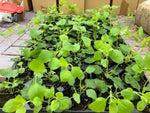 Salvia 'Hot Lips' x 5 Pack - 5cm Plug Plants For Sale
