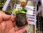 Vinca minor Illumination Plants x 3 Pack - 5cm Plants For Sale FREE P&P