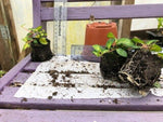 Vinca minor Illumination Plants x 3 Pack - 5cm Plants For Sale FREE P&P