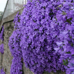 Campanula 'Mrs Resholt' x 5 Pack - 3cm Plug Plants For Sale