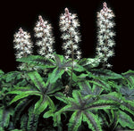 Tiarella Iron Butterfly Perennial x 3 Pack - 5cm Plants For Sale FREE P&P