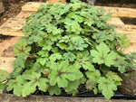 Tiarella Iron Butterfly Perennial x 3 Pack - 5cm Plants For Sale FREE P&P