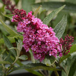 Buddleja 'Electro Pink' x 5 Pack - 5cm JUMBO Plug Plants For Sale