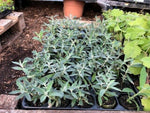Buddleja 'Electro Pink' x 5 Pack - 5cm JUMBO Plug Plants For Sale