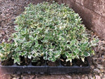 Euonymus Emerald Gaiety Shrub x 3 Pack - 3cm Plants For Sale FREE P&P