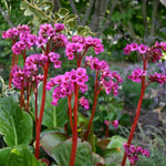 Bergenia Autumn Magic Plants x 5 Pack - 5cm Plug Plants For Sale FREE P&P