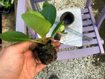 Bergenia Autumn Magic Plants x 3 Pack - 5cm Plants For Sale FREE P&P