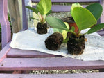 Bergenia Autumn Magic Plants x 3 Pack - 5cm Plants For Sale FREE P&P