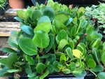 Bergenia Autumn Magic Plants x 5 Pack - 5cm Plug Plants For Sale FREE P&P