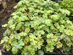 Heucherella Tapestry Perennial Plant x 3 Pack - 5cm Plants For Sale FREE P&P