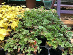 Potentilla 'Scarlet Starlit' x 5 Pack - 5cm Plug Plants For Sale