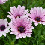 Osteospermum Sennen Sunrise Plants x 3 Pack - 5cm Plants For Sale FREE P&P