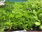 Osteospermum Sennen Sunrise Plants x 3 Pack - 5cm Plants For Sale FREE P&P