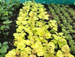 Heuchera 'Tokyo' x 3 Pack - 5/7cm JUMBO Plug Plants For Sale