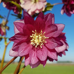 Hellebore Double Red Plants x 5 Pack - 5cm Plug Plants For Sale FREE P&P