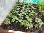 Hellebore Double Red Plants x 5 Pack - 5cm Plug Plants For Sale FREE P&P