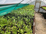 Hellebore Double Red Plants x 5 Pack - 5cm Plug Plants For Sale FREE P&P