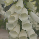 Foxglove 'Snow Thimble' (Digitalis)- Pack of 5 - 5cm Plug Plants For Sale FREE P&P