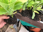 Foxglove 'Snow Thimble' (Digitalis)- Pack of 5 - 5cm Plug Plants For Sale FREE P&P