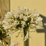 Agapanthus africanus White Plants x 5 Pack - 5cm Plug Plants For Sale FREE P&P