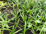 Agapanthus africanus White Plants x 5 Pack - 5cm Plug Plants For Sale FREE P&P