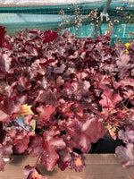 Heuchera Black Beauty Perennials x 5 Pack - 5cm Plug Plants For Sale FREE P&P