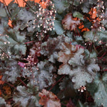 Heuchera Black Beauty Perennials x 5 Pack - 5cm Plug Plants For Sale FREE P&P